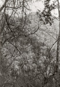 En los matorrales tropicales de la costa baja de Michoacán hacia Ostula, 1948.